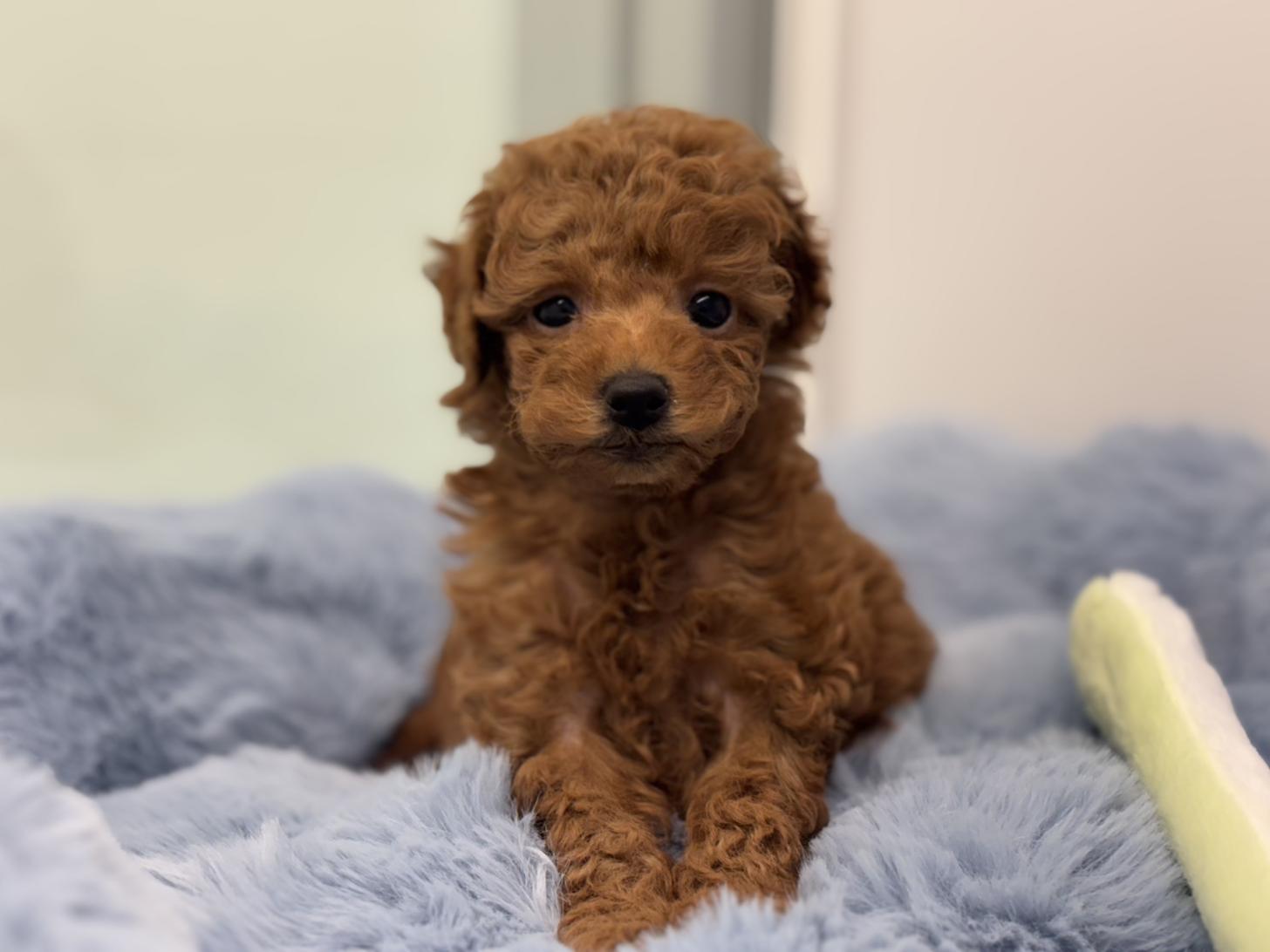 神奈川県のトイプードル(トイ) (Doggy Style 小田原店/2025年9月27日生まれ/男の子/レッド)の子犬の4枚目の画像