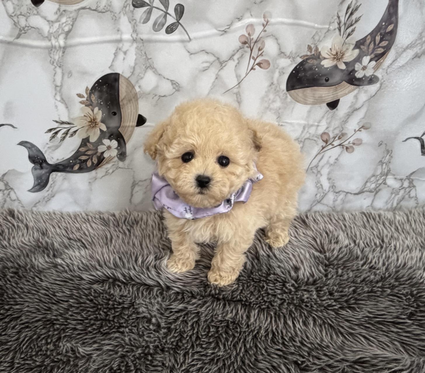 福岡県のトイプードル(ティーカップ) (ぱぴぷぺっと福岡店/2025年12月10日生まれ/男の子/クリーム)の子犬の1枚目の画像