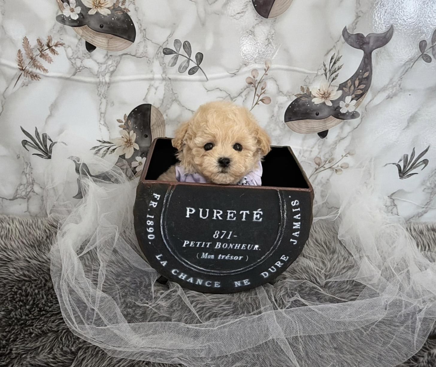 福岡県のトイプードル(ティーカップ) (ぱぴぷぺっと福岡店/2025年12月10日生まれ/男の子/クリーム)の子犬の4枚目の画像