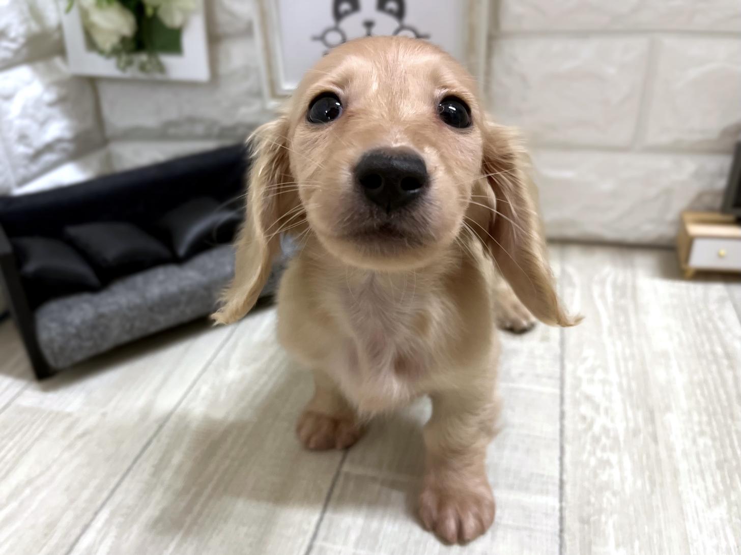 和歌山県のミニチュアダックスフンド(ロング) (DOGMAN和歌山中之島店/2025年11月11日生まれ/女の子/イエロー)の子犬の1枚目の画像