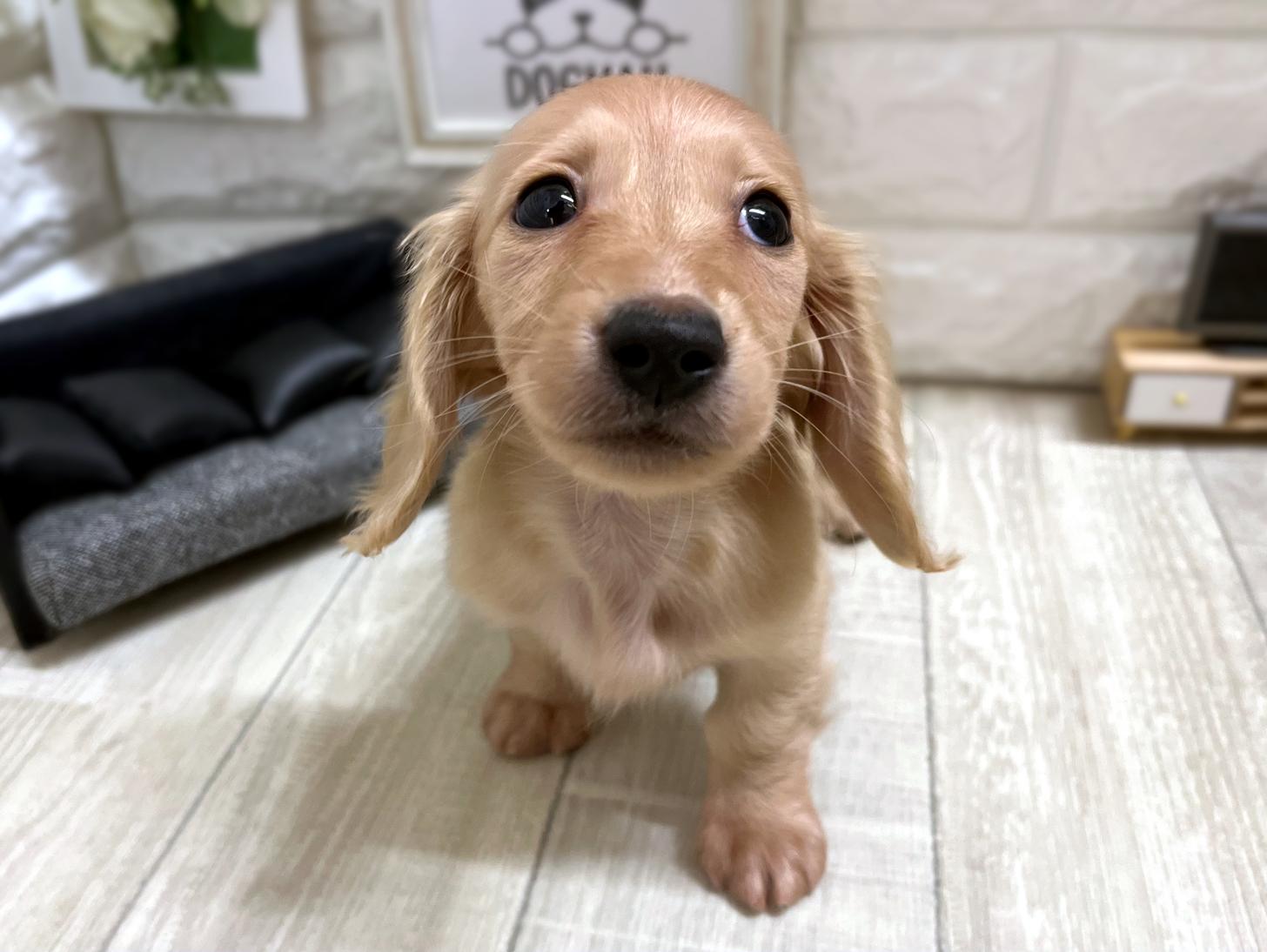 和歌山県のミニチュアダックスフンド(ロング) (DOGMAN和歌山中之島店/2025年11月11日生まれ/女の子/イエロー)の子犬の2枚目の画像