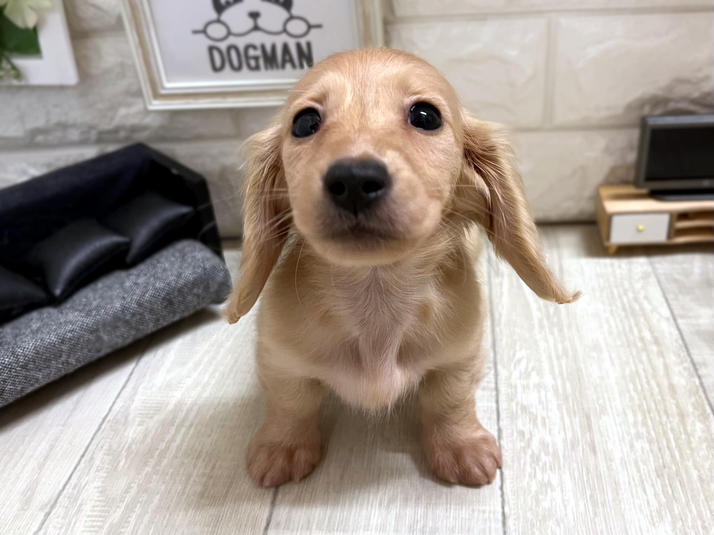 和歌山県のミニチュアダックスフンド(ロング) (DOGMAN和歌山中之島店/2025年11月11日生まれ/女の子/イエロー)の子犬の3枚目の画像