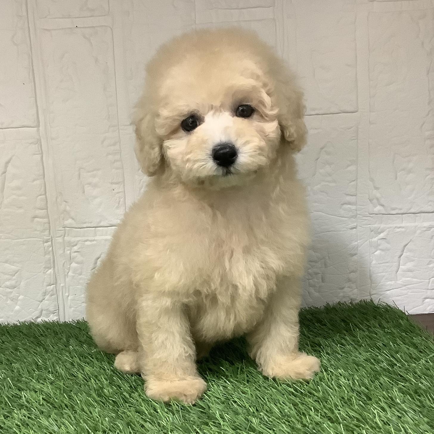 福岡県のトイプードル(トイ) (ドッグズホーム旗崎店/2025年6月9日生まれ/男の子/クリーム)の子犬