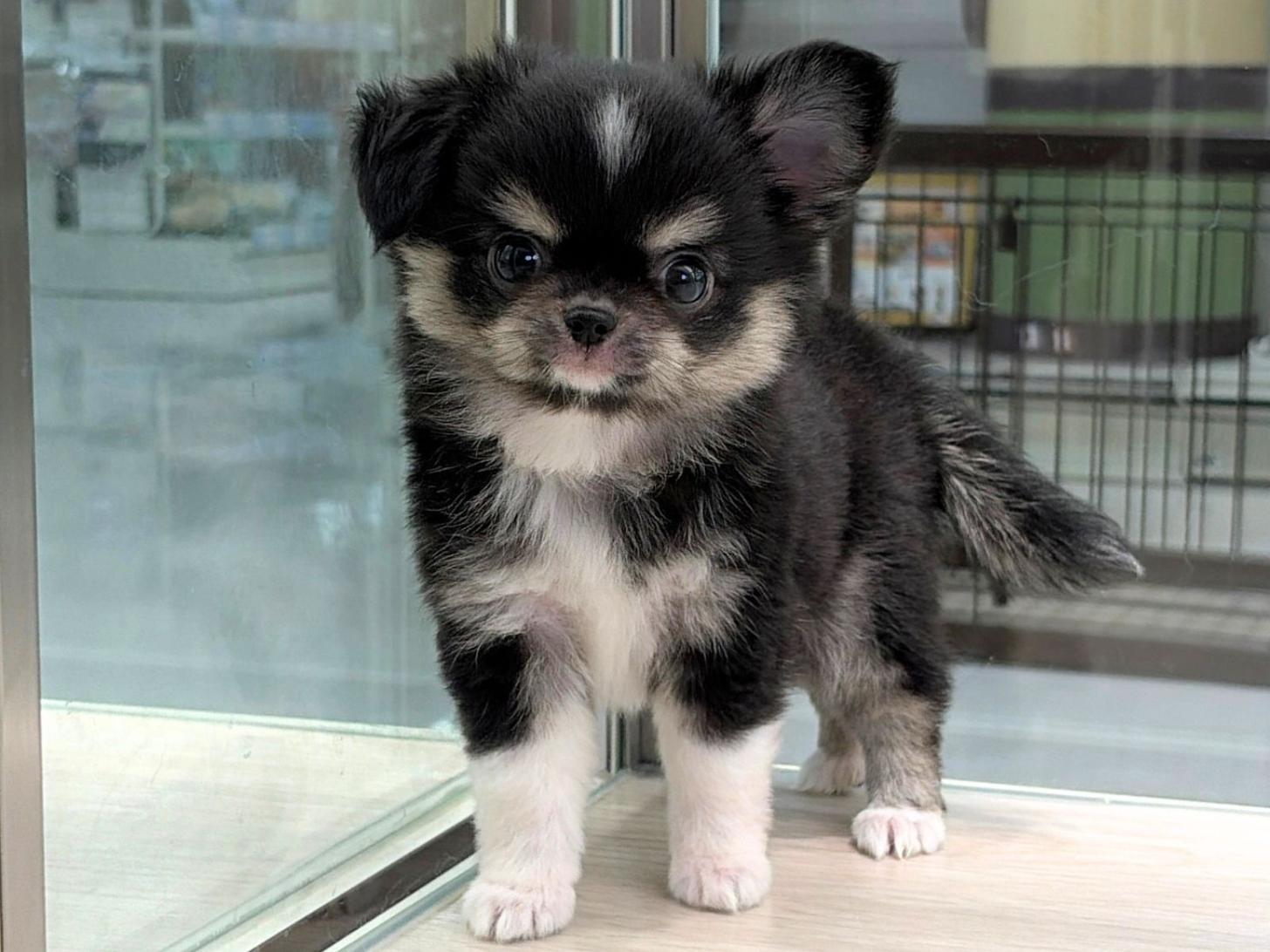 愛知県の10万円以下のチワワの子犬 32頭掲載中|ペットミー
