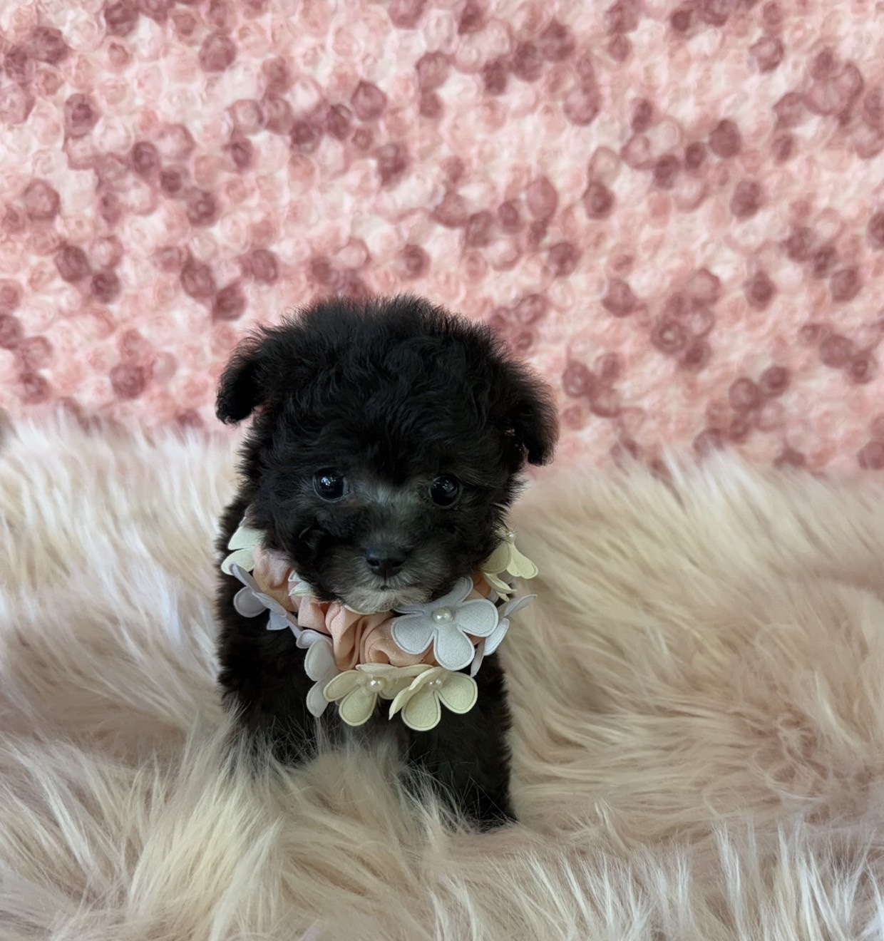 福岡県のトイプードル(ティーカップ) (ぱぴぷぺっと福岡店/2025年10月6日生まれ/女の子/シルバー)の子犬の1枚目の画像