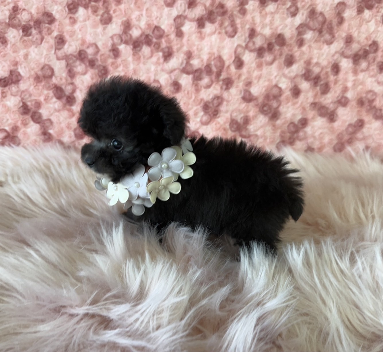 福岡県のトイプードル(ティーカップ) (ぱぴぷぺっと福岡店/2025年10月6日生まれ/女の子/シルバー)の子犬の2枚目の画像