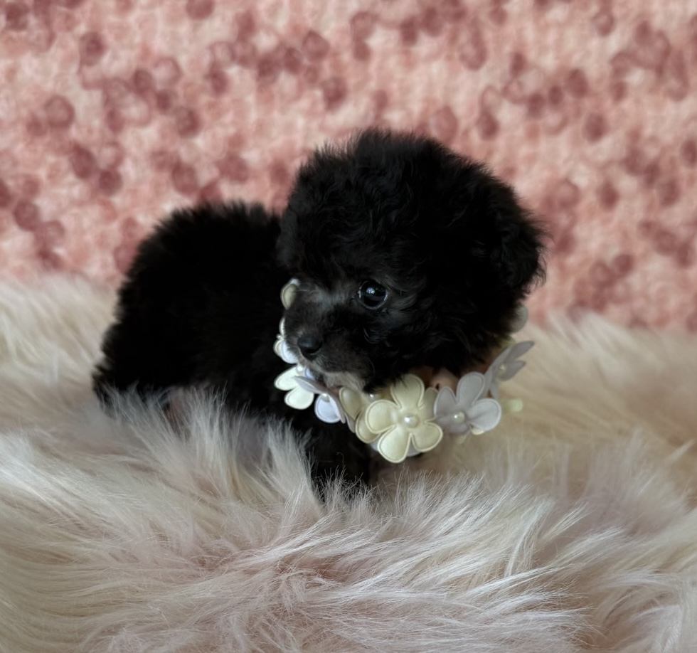 福岡県のトイプードル(ティーカップ) (ぱぴぷぺっと福岡店/2025年10月6日生まれ/女の子/シルバー)の子犬の3枚目の画像