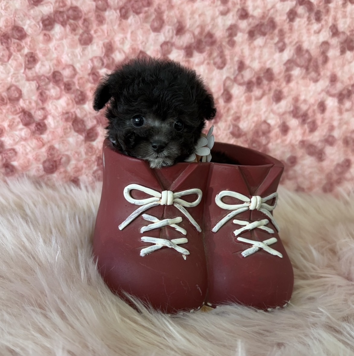 福岡県のトイプードル(ティーカップ) (ぱぴぷぺっと福岡店/2025年10月6日生まれ/女の子/シルバー)の子犬の4枚目の画像