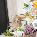 滋賀県のトイプードル(トイ) (いっぷく湖南店/2025年4月7日生まれ/女の子/クリーム)の子犬
