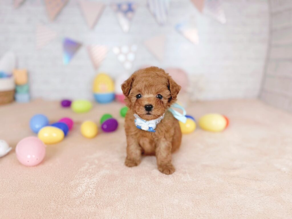 北海道のトイプードル(トイ) (ペットショップだんぼ/2026年5月7日生まれ/男の子/レッド)の子犬の1枚目の画像