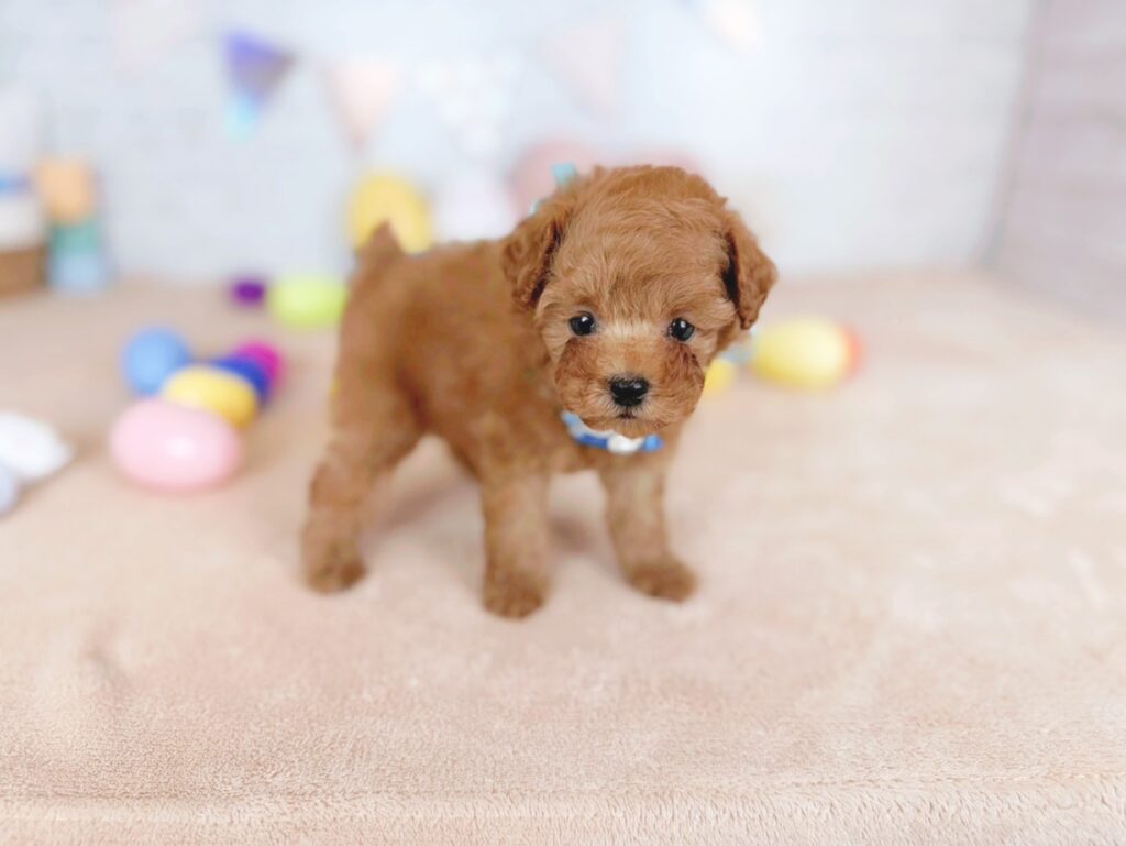 北海道のトイプードル(トイ) (ペットショップだんぼ/2026年5月7日生まれ/男の子/レッド)の子犬の2枚目の画像