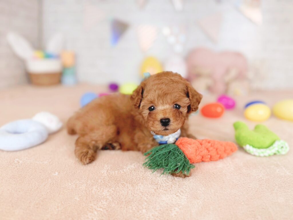 北海道のトイプードル(トイ) (ペットショップだんぼ/2026年5月7日生まれ/男の子/レッド)の子犬の3枚目の画像