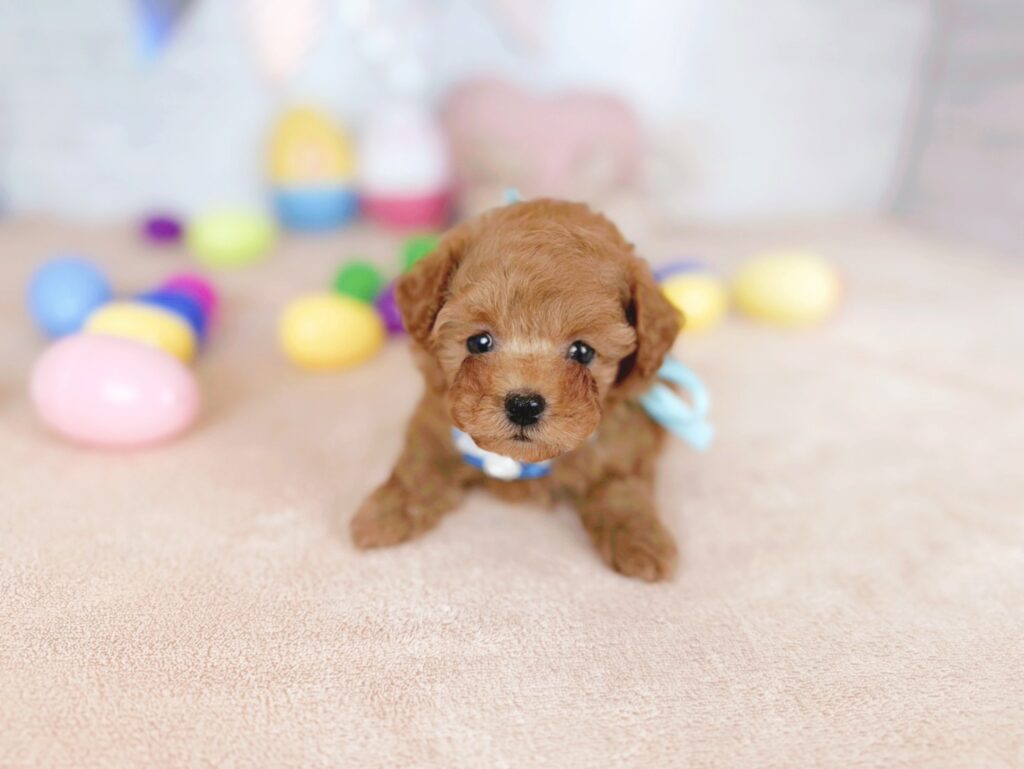 北海道のトイプードル(トイ) (ペットショップだんぼ/2026年5月7日生まれ/男の子/レッド)の子犬の4枚目の画像
