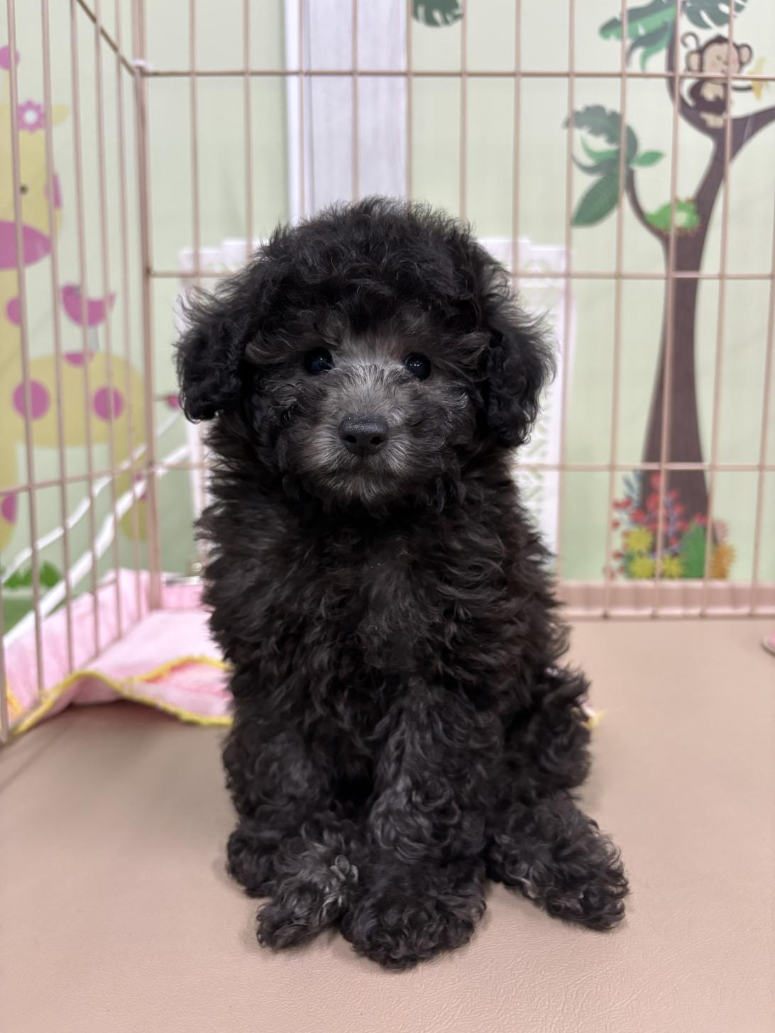 愛知県のタイニープードル (子いぬの足あと/2025年5月13日生まれ/男の子/シルバー)の子犬