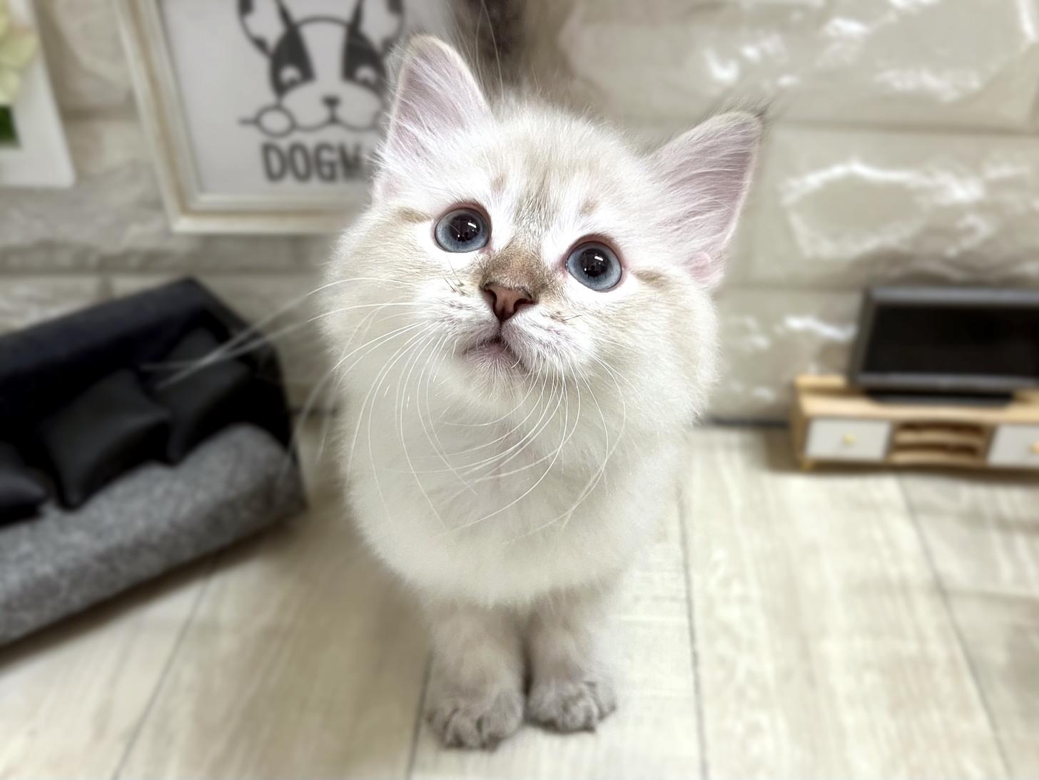 大阪府のサイベリアン (DOGMAN平野瓜破店/2026年2月14日生まれ/男の子/シールリンクスポイント)の子猫の1枚目の画像