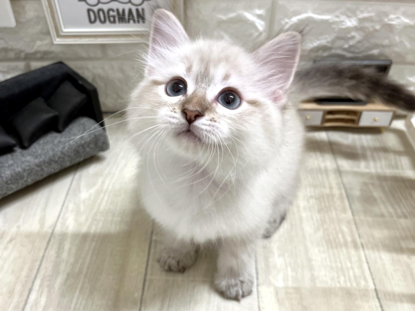 大阪府のサイベリアン (DOGMAN平野瓜破店/2026年2月14日生まれ/男の子/シールリンクスポイント)の子猫の2枚目の画像