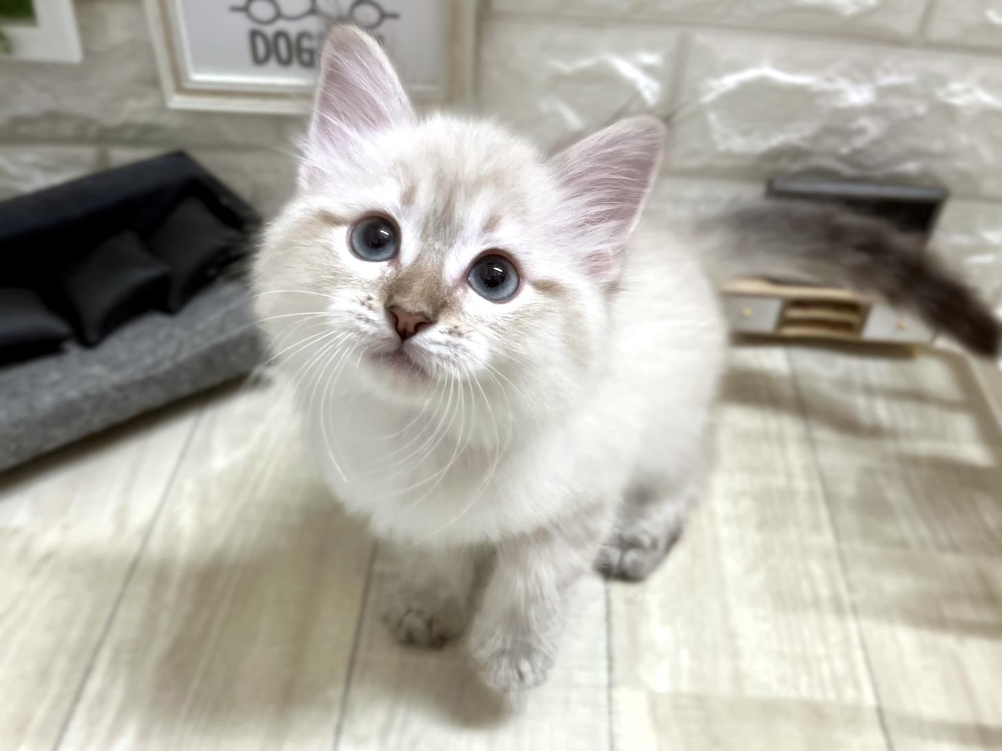 大阪府のサイベリアン (DOGMAN平野瓜破店/2026年2月14日生まれ/男の子/シールリンクスポイント)の子猫の3枚目の画像