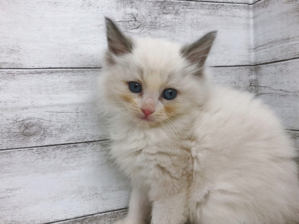 新潟県のラグドール (竹内ペット 白根店/2025年9月16日生まれ/女の子/ブルーポイントバイカラー)の子猫の1枚目の画像