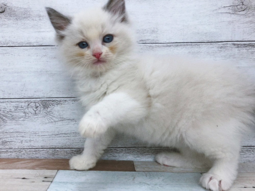 新潟県のラグドール (竹内ペット 白根店/2025年9月16日生まれ/女の子/ブルーポイントバイカラー)の子猫の2枚目の画像