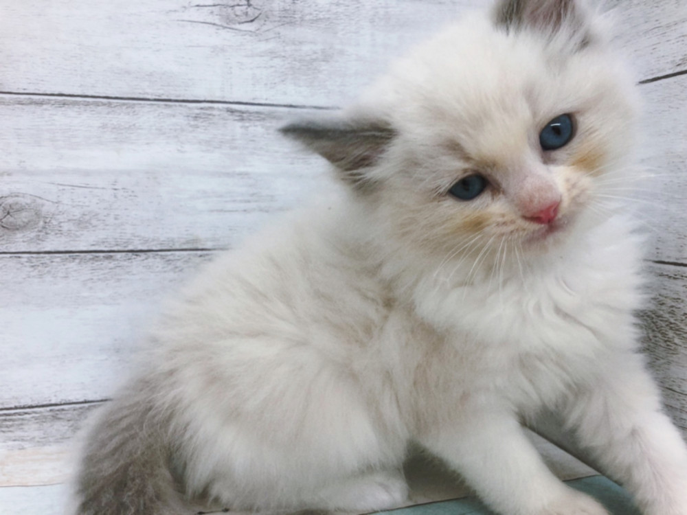 新潟県のラグドール (竹内ペット 白根店/2025年9月16日生まれ/女の子/ブルーポイントバイカラー)の子猫の3枚目の画像
