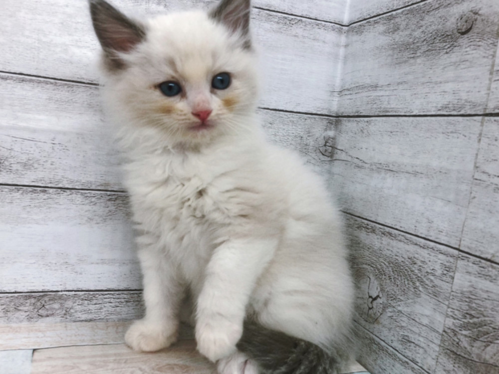 新潟県のラグドール (竹内ペット 白根店/2025年9月16日生まれ/女の子/ブルーポイントバイカラー)の子猫の4枚目の画像