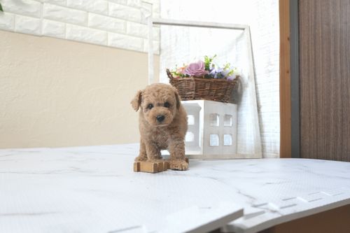 滋賀県のトイプードル(トイ) (いっぷく湖南店/2025年6月6日生まれ/男の子/オレンジフォーン)の子犬の1枚目の画像