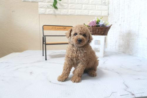 滋賀県のトイプードル(トイ) (いっぷく湖南店/2025年6月6日生まれ/男の子/オレンジフォーン)の子犬の2枚目の画像