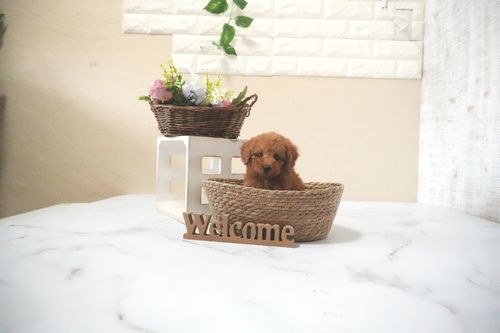 滋賀県のトイプードル(タイニー) (いっぷく湖南店/2025年11月28日生まれ/男の子/レッドフォーン)の子犬の1枚目の画像