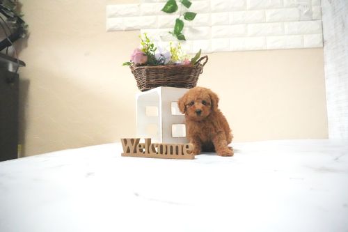 滋賀県のトイプードル(タイニー) (いっぷく湖南店/2025年11月28日生まれ/男の子/レッドフォーン)の子犬の2枚目の画像