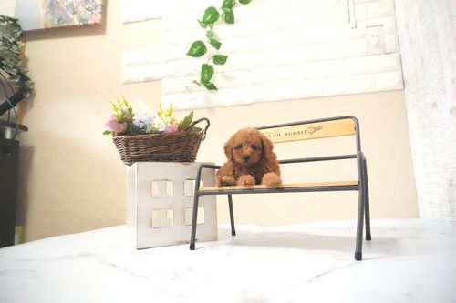 滋賀県のトイプードル(タイニー) (いっぷく湖南店/2025年11月28日生まれ/男の子/レッドフォーン)の子犬の3枚目の画像