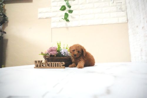 滋賀県のトイプードル(タイニー) (いっぷく湖南店/2025年11月28日生まれ/男の子/レッドフォーン)の子犬の4枚目の画像