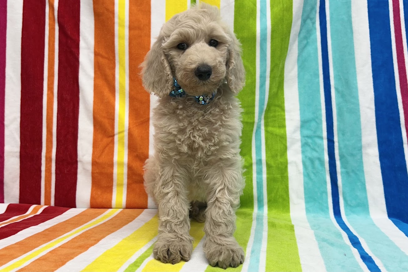 愛知県のスタンダードプードル (ハピースペット鳴海店/2025年5月4日生まれ/男の子/クリーム)の子犬