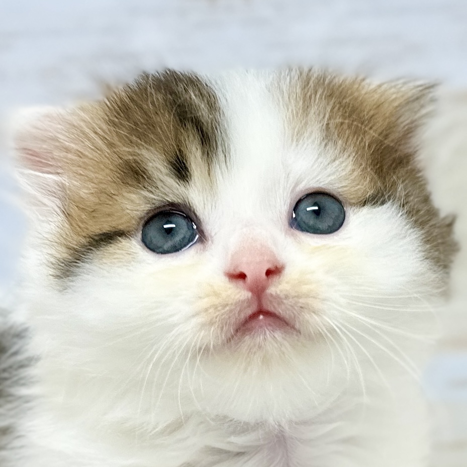 神奈川県のスコティッシュフォールド (にゃんこハウスPAW/2024年4月2日生まれ/女の子/ブラウンタビーホワイト)の子猫