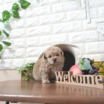 滋賀県のトイプードル(トイ) (いっぷく湖南店/2025年5月8日生まれ/女の子/オレンジフォーン)の子犬