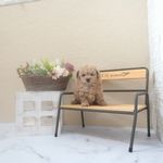 滋賀県のトイプードル(トイ) (いっぷく湖南店/2025年5月8日生まれ/女の子/オレンジフォーン)の子犬