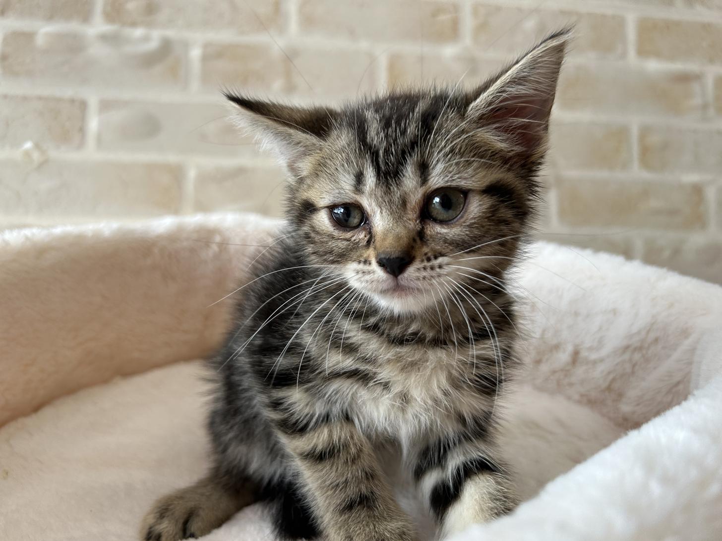 佐賀県の子猫を価格や特徴で探す|ペットショップ探すならpetmi