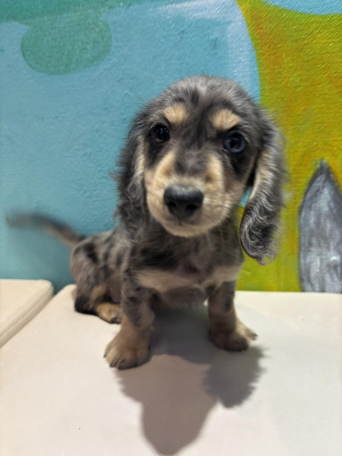 埼玉県のミニチュアダックスフンド(ロング) (ペッツスマイル南中野店/2025年8月15日生まれ/男の子/シルバーダップル)の子犬の1枚目の画像