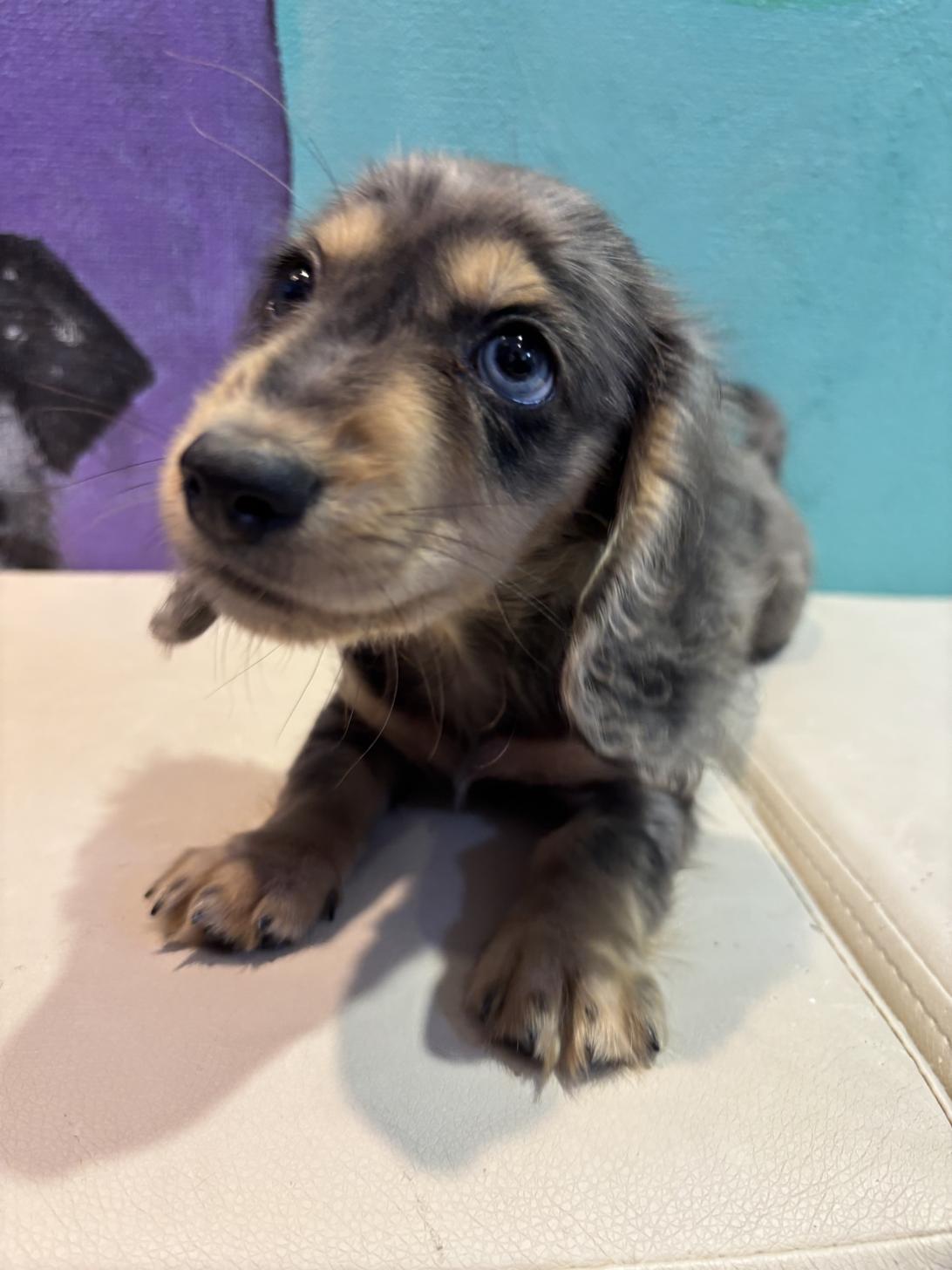 埼玉県のミニチュアダックスフンド(ロング) (ペッツスマイル南中野店/2025年8月15日生まれ/男の子/シルバーダップル)の子犬の2枚目の画像