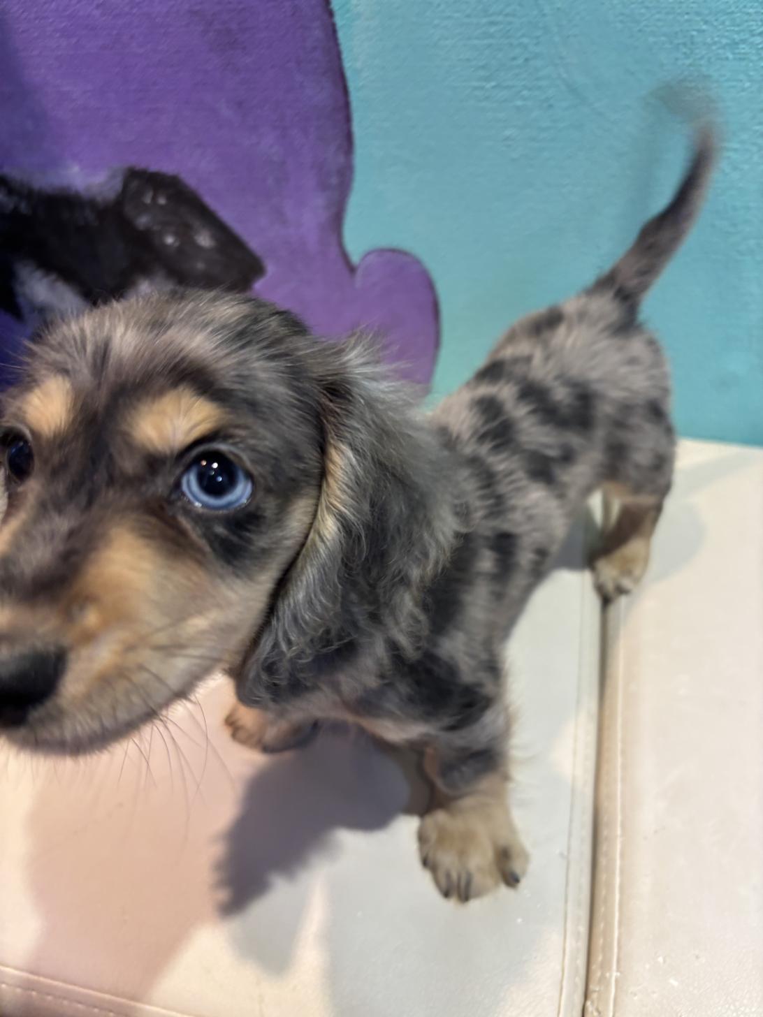 埼玉県のミニチュアダックスフンド(ロング) (ペッツスマイル南中野店/2025年8月15日生まれ/男の子/シルバーダップル)の子犬の3枚目の画像