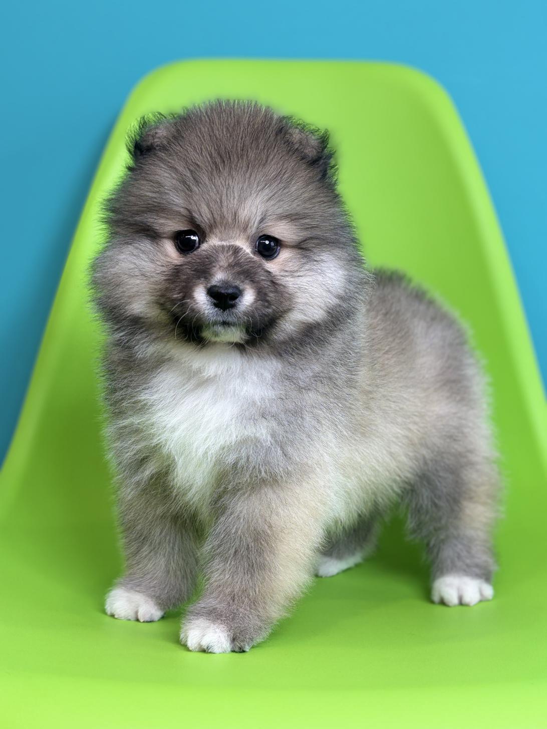 埼玉県のハーフ犬・ミックス犬 (ペッツスマイル加須インター店/2026年1月9日生まれ/女の子/シルバーホワイト)の子犬の1枚目の画像