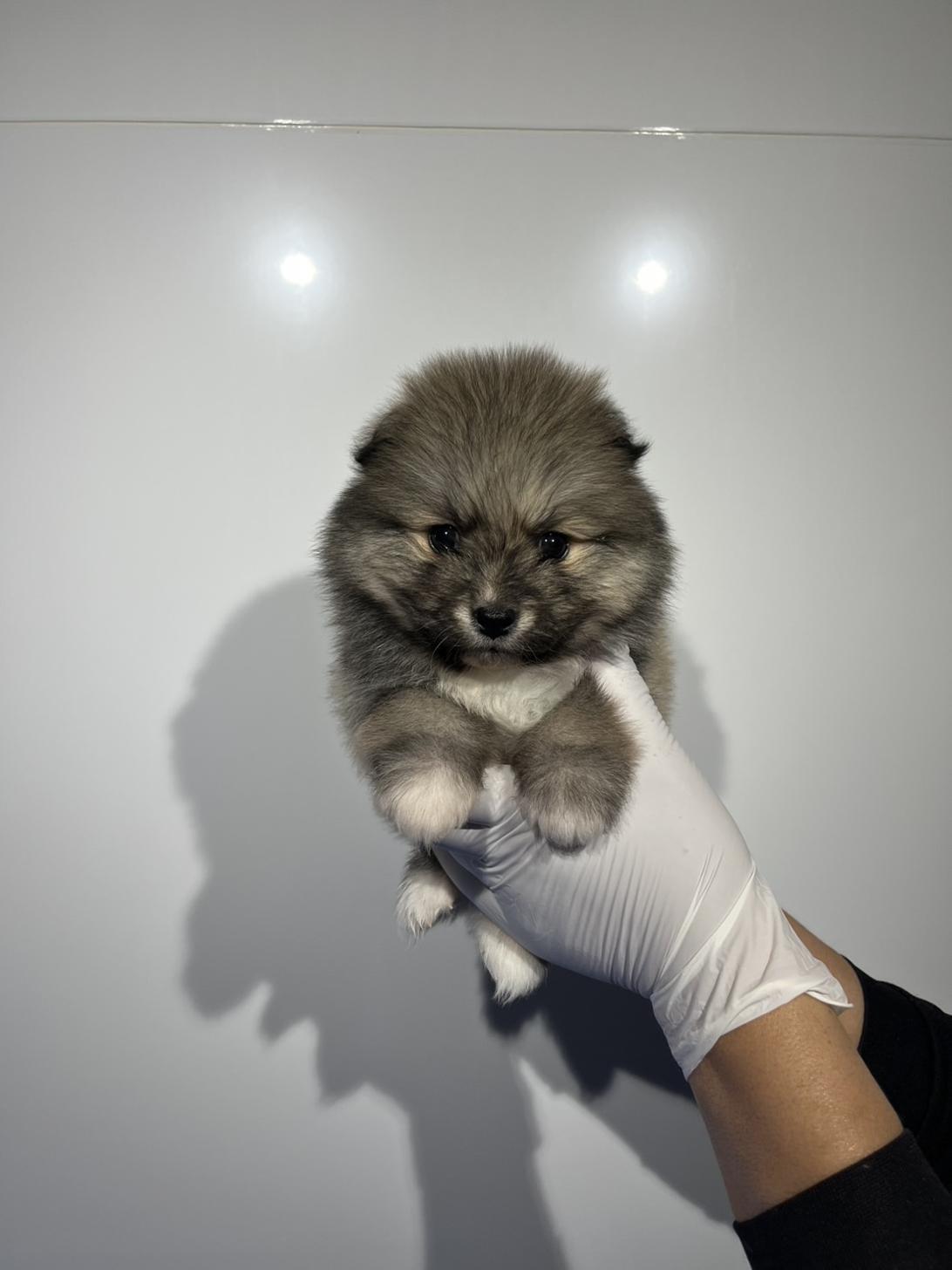 埼玉県のハーフ犬・ミックス犬 (ペッツスマイル加須インター店/2026年1月9日生まれ/女の子/シルバーホワイト)の子犬の2枚目の画像