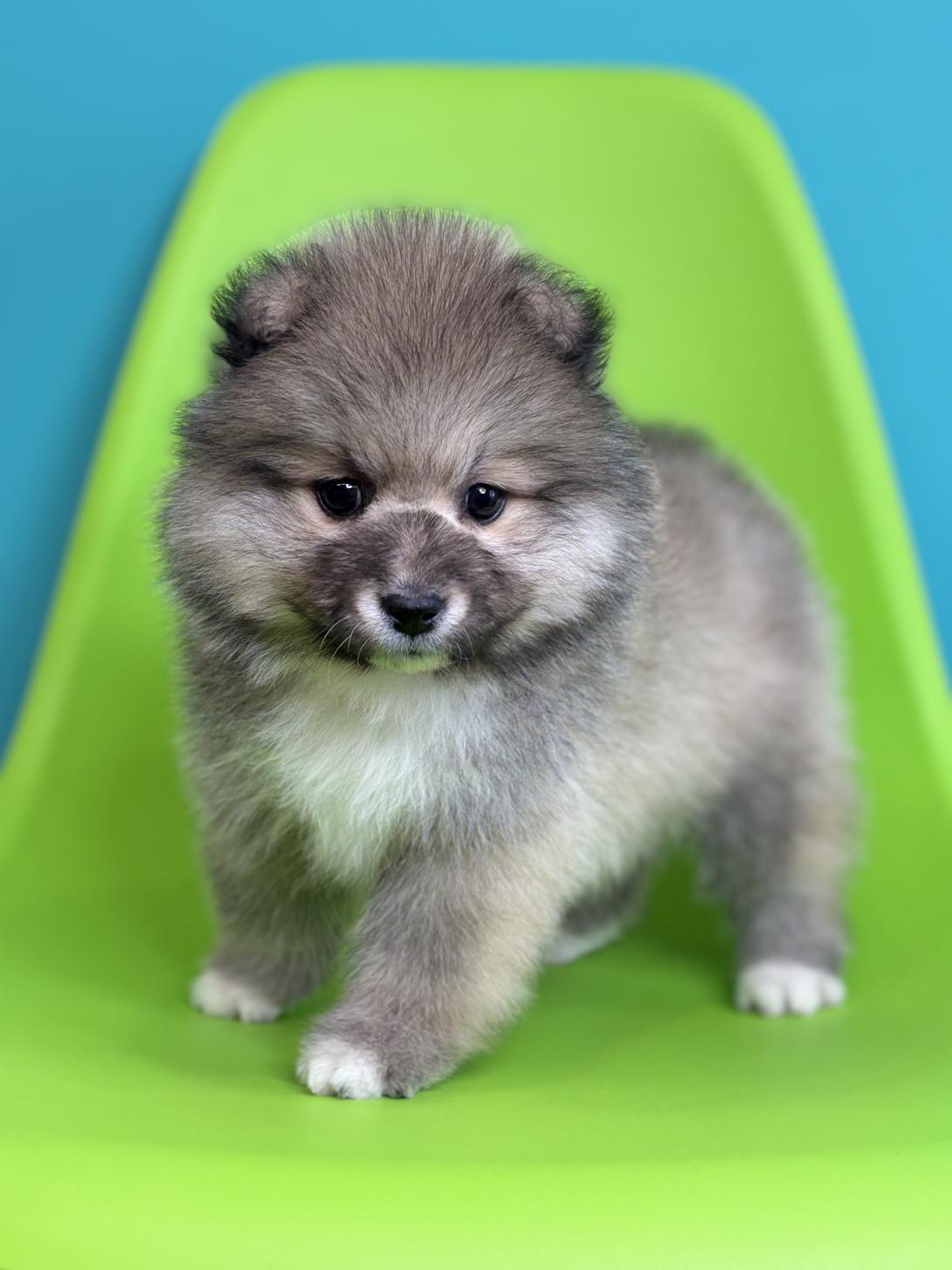 埼玉県のハーフ犬・ミックス犬 (ペッツスマイル加須インター店/2026年1月9日生まれ/女の子/シルバーホワイト)の子犬の2枚目の画像