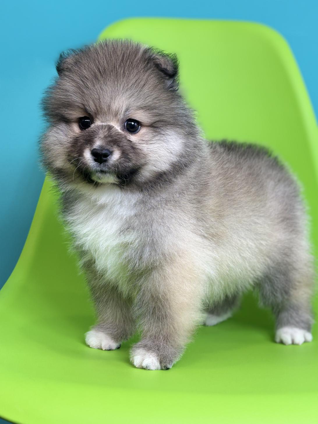 埼玉県のハーフ犬・ミックス犬 (ペッツスマイル加須インター店/2026年1月9日生まれ/女の子/シルバーホワイト)の子犬の3枚目の画像