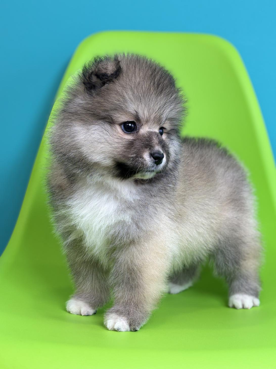 埼玉県のハーフ犬・ミックス犬 (ペッツスマイル加須インター店/2026年1月9日生まれ/女の子/シルバーホワイト)の子犬の4枚目の画像