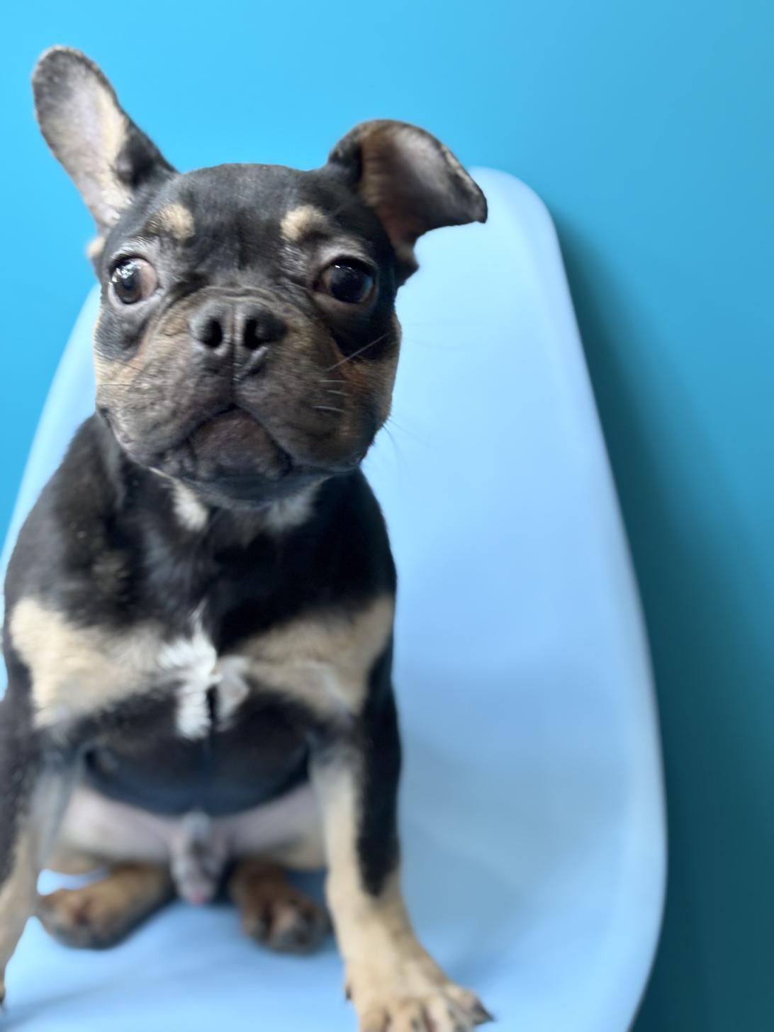 埼玉県のフレンチブルドッグ (ペッツスマイル加須インター店/2025年5月22日生まれ/男の子/チョコレートタン)の子犬の1枚目の画像