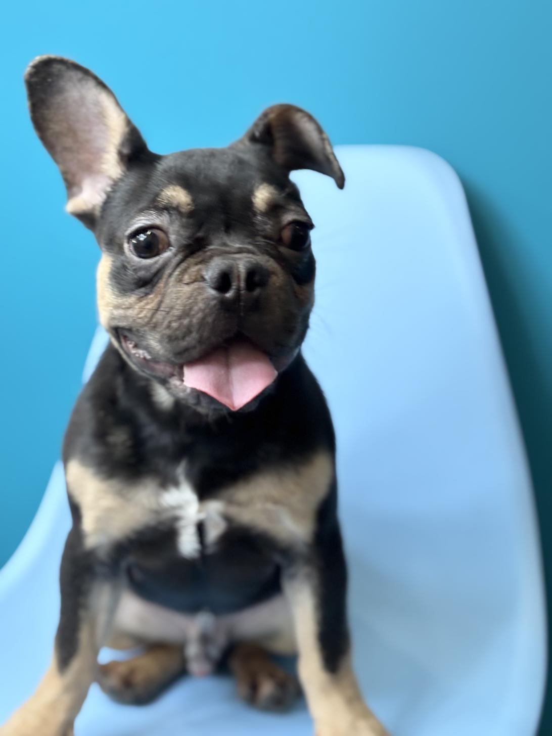 埼玉県のフレンチブルドッグ (ペッツスマイル加須インター店/2025年5月22日生まれ/男の子/チョコレートタン)の子犬の2枚目の画像