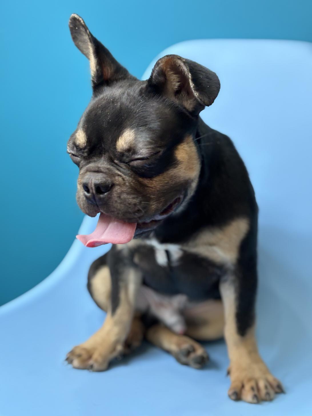 埼玉県のフレンチブルドッグ (ペッツスマイル加須インター店/2025年5月22日生まれ/男の子/チョコレートタン)の子犬の3枚目の画像