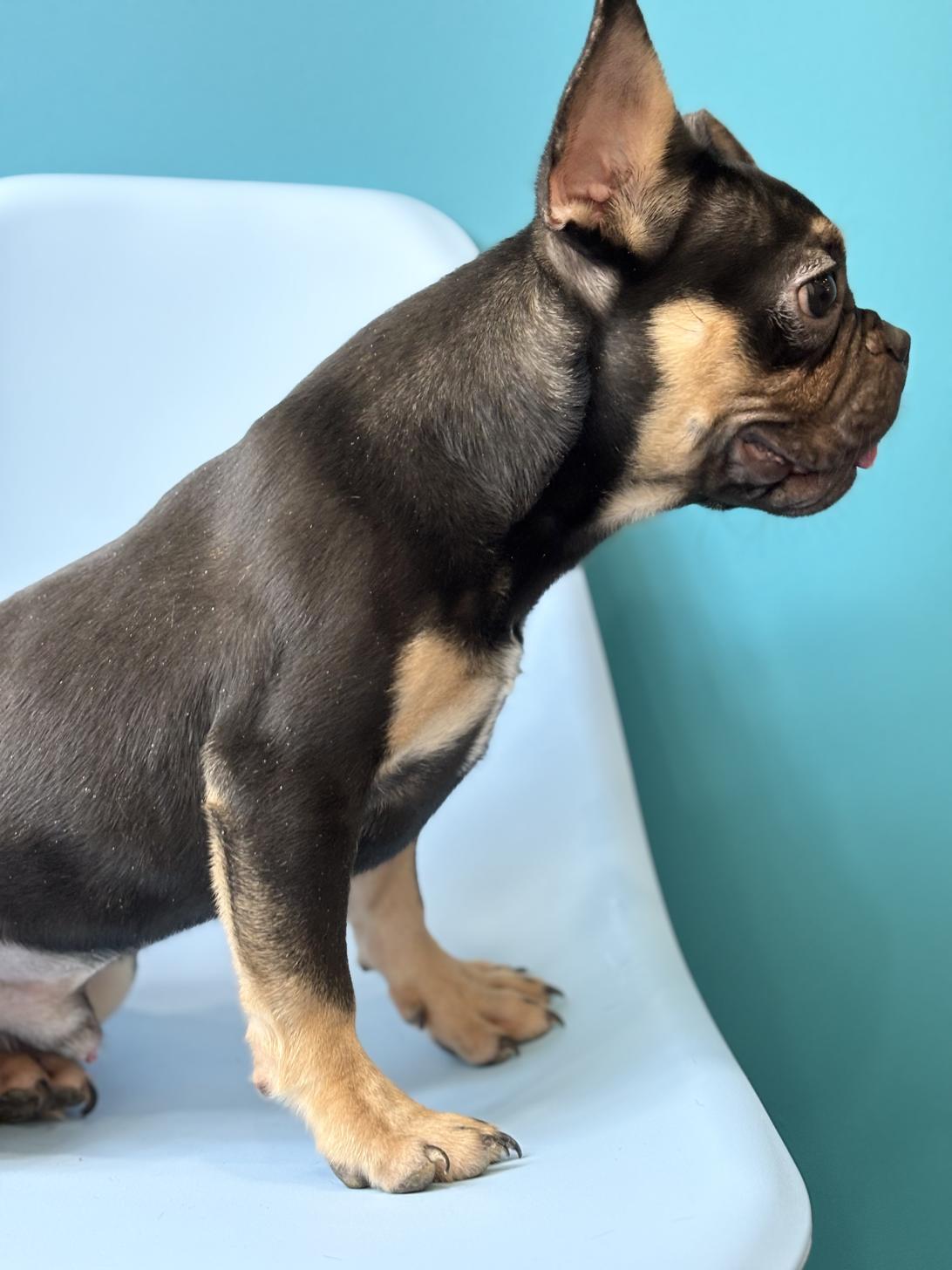 埼玉県のフレンチブルドッグ (ペッツスマイル加須インター店/2025年5月22日生まれ/男の子/チョコレートタン)の子犬の4枚目の画像