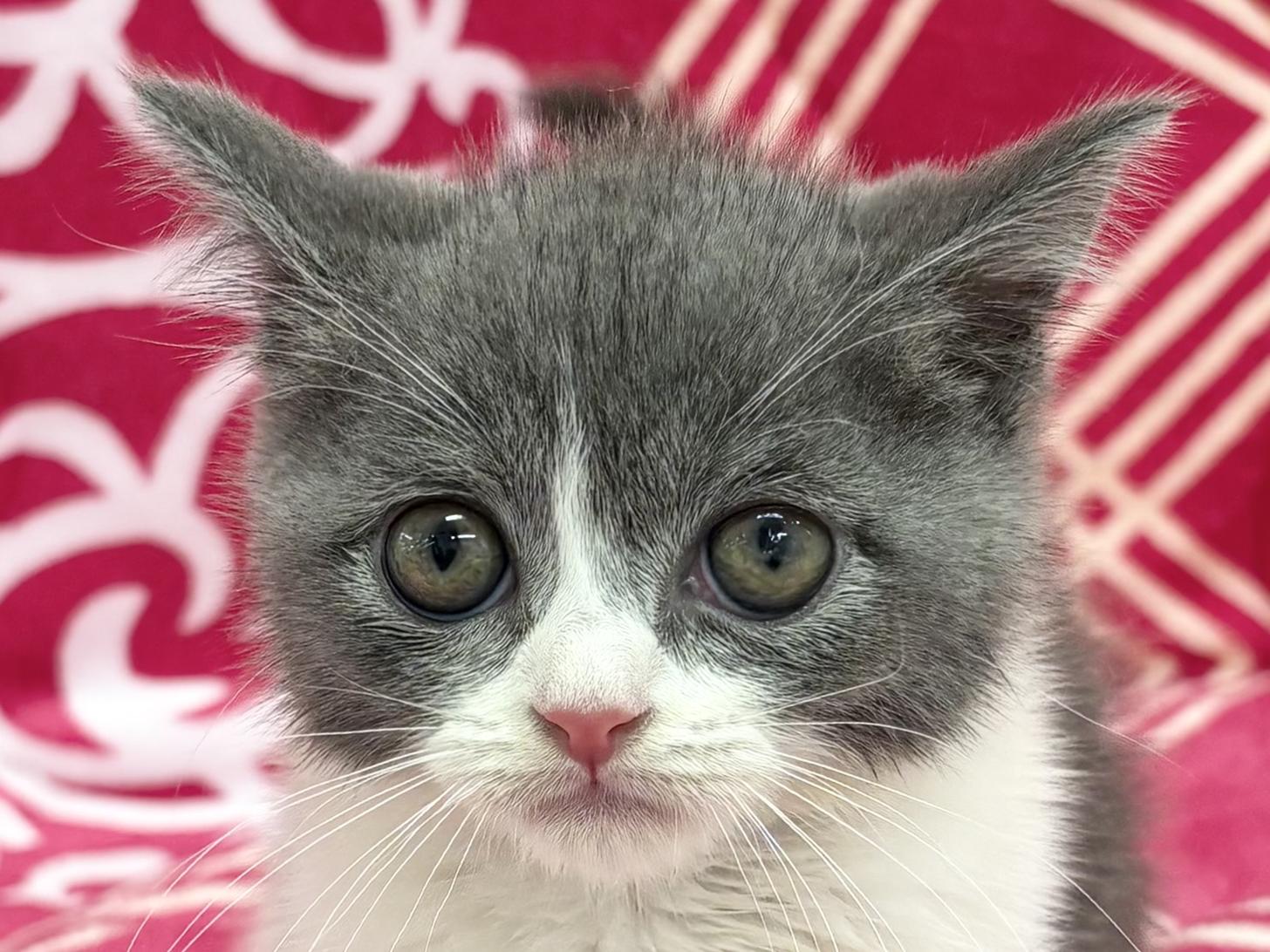 子猫様確認用 子猫の詳細情報 (愛知県/2026年4月2日生まれ/男の子/ブルーホワイト