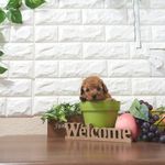 滋賀県のトイプードル(トイ) (いっぷく湖南店/2025年5月9日生まれ/男の子/レッドフォーン)の子犬